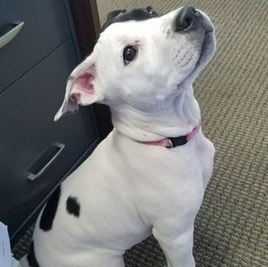 Meet your Posher, Eva marie